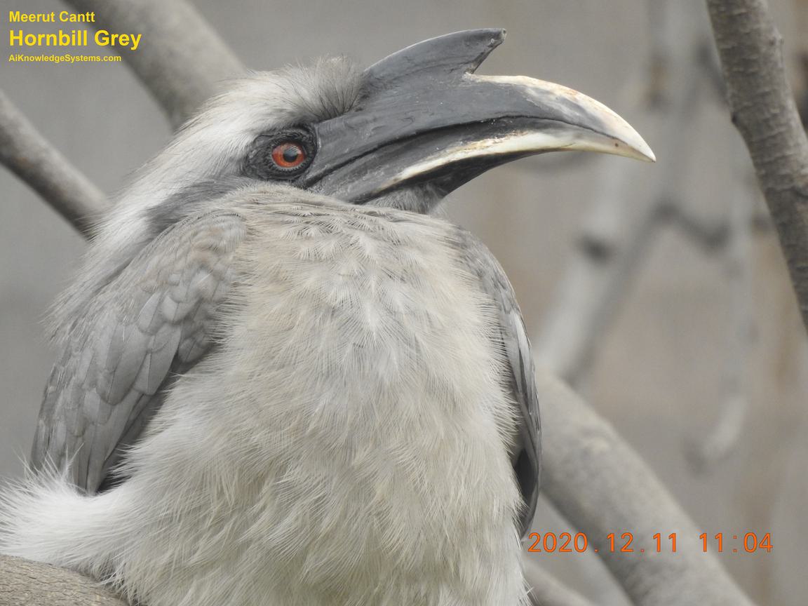 Hornbill Grey (98) Coming Soon